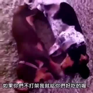 你们是猴子请来的逗比吗？一定是我打开的方式不对