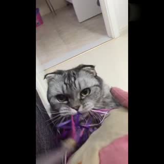 34拔河输给了16？？