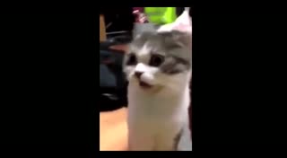 萌宠搞笑合辑