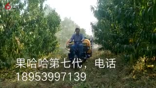 果哈哈第七代自走式果园喷雾机在果园里实际使用效果