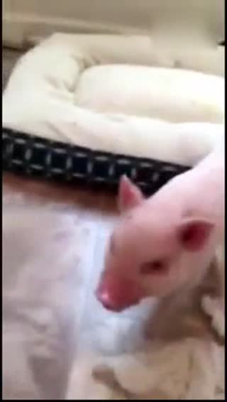 小猪吃冰激凌 吧唧吧唧吧唧