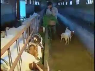 农村肉羊养殖-小尾寒羊-波尔山羊养殖技术.flv
