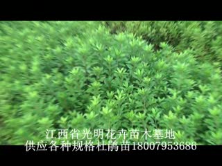 杜鹃苗1