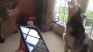 实拍哈士奇狗狗献唱贾斯汀-比伯神曲