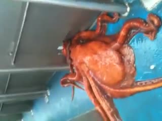网友实拍巨大章鱼穿过小洞逃生