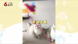 爱上逗猫棒的小猫咪 19.3.18